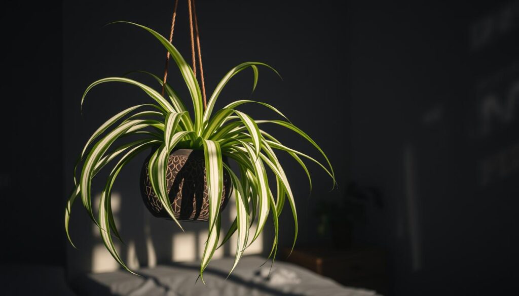 Spider Plant